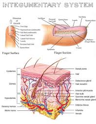Integumentary System Skin Anatomy Medical Terminology