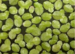 Image result for Lemna aequinoctialis