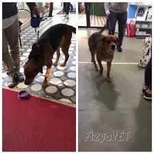 on kol sinir hasarlari kedi ve kopeklerde sikca gorulur hasta patisinin ust kismini surekli surudugu icin yaralar acilir enfeksiyon artar ve maalesef cogu zaman hastanin on kolunun kesilmesi gerekir tek tedavi sekli dogru yapilan