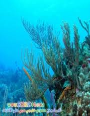 بالصور الطحالب و انواعها وطرق أستخدمها بدول العالم منتديات درر العراق