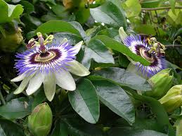 Maybe you would like to learn more about one of these? Tennessee State Wildflower Passion Flower