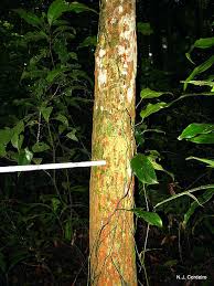 Image result for Rawsonia