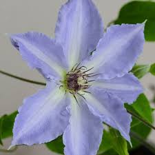 We did not find results for: Clematis Tranquilite Boulevard Im Ca 17 Cm Topf Online Kaufen Bei Gartner Potschke