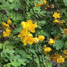 Image result for Senna bicapsularis
