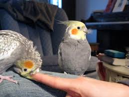 Most birds get down to the business of mating, nest building and egg laying as soon as possible in the spring to take. Everything You Want To Know About Cockatiels As Pets Pethelpful