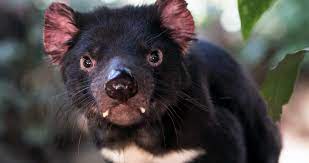 Most of the time, they eat birds, snakes, fish and insects. After 3 000 Years Tasmanian Devils Make A Comeback On Mainland Australia
