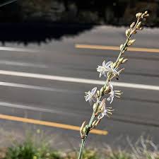 Image result for Chlorophytum subpetiolatum