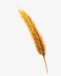 ¿busca espigas de trigo comprar? Transparent Espigas De Trigo Png Vector Wheat Wreath Clipart Png Download Transparent Png Image Pngitem
