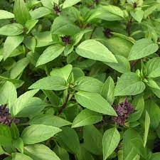 Thai Basil Siam Queen Ornamental Plant Seeds Thai Basil Plant Planting Herbs Ornamental Plants