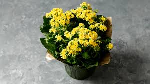 Avoid placing the plant near drafts or heating ducts. Spring For Flowers