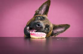 Oups, j'ai imaginé un monde. Punir Son Chien Il Existe Une Alternative 100 Fois Plus Efficace Chien Vie Et Sante
