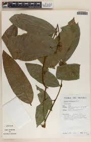 Image result for Rhaphiostylis beninensis