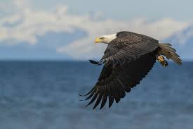 Check spelling or type a new query. Amerikaanse Zeearend Hd Wallpaper Achtergrond 2880x1920