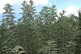 Image result for Microglossa