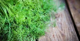 Dill is an easy plant that isn't very demanding. Dill Plant Types What Are Some Different Varieties Of Dill Dummer Garden Manage Gfinger Is The Best Garden Manage App