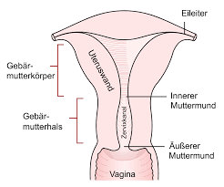 Die temperatur ist durch die reguläre temperaturregel bereits an tag 19 abgeschlossen. Gebarmutterhals Wikipedia
