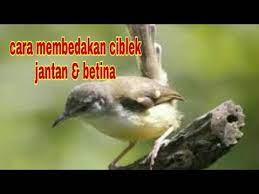 Gift idease for girlfriend turning 40 / 20 ideas for birthday gift ideas for sister turning 40. Update Cara Paling Mudah Membedakan Ciblek Jantan Dan Betina