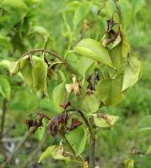 You should make sure that your plants are watered adequately and water them whenever the soil gets dry. How To Recognize Treat And Avoid Lilac Bacterial Blight Osu Extension Service
