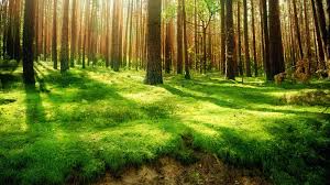 Hasil gambar untuk nature
