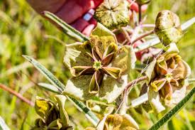 Image result for Allocassine laurifolia