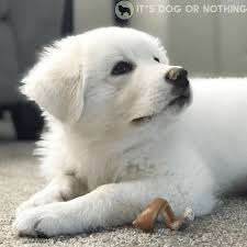 Minimum of 4 dogs earning titles. How Much Does A Great Pyrenees Cost It S Dog Or Nothing