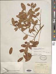 Image result for Pericopsis angolensis