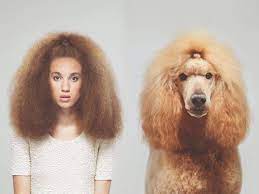 Apparently the myth that dogs look like their owners isn't a myth at all! Humans And Their Dogs That Look The Same
