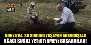 Küçük ölçülü fakat üstün nitelik isteyen işlerin yapımında şimşirden yararlanılır. Konya Da Su Sorunu Yasayan Arkadaslar Agaci Susuz Yetistirmeyi Basardilar