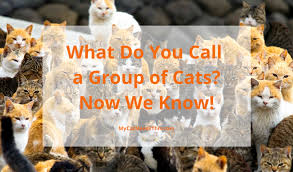 Yes, they are./no, they are not. 1 2 3 Or 4 What Do You Call A Group Of Cats Now We Know My Cat Needs This