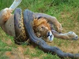 So this is just a quick note saying that i've changed the picture for lion vs snake. Download Lion Vs Python Mp4 Mp3 3gp Naijagreenmovies Fzmovies Netnaija