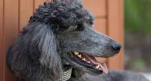 Standard Poodle Dog Breed Information Center