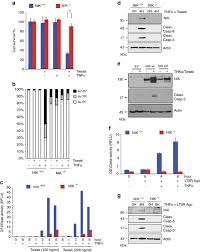 Located at kuala lumpur suburban centre (klsc), wangsa maju, kuala lumpur. Nik Promotes Tissue Destruction Independently Of The Alternative Nf K B Pathway Through Tnfr1 Rip1 Induced Apoptosis Cell Death Differentiation