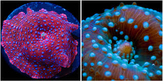 Image result for Discopodium