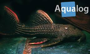 If you do not live in a warm place like the sonoran desert, it is probably best to grow them indoors. A New Large Cactus Catfish Aqualog De
