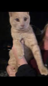 FOUND CAT. As I was driving down Arapaho a yellowish cat ran in front of my  truck. I pulled over and started calling for the cat. It came, got into the  truck,