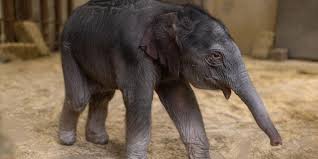 Elephant Calf Update: Building Bonds Among the National ...
