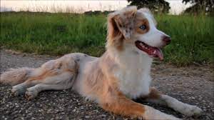 Yes there are aussies out there with naturally bobbed tails. Mini Aussie Moon Video Uber Einen Leicht Verruckten Mini Australian Shepherd Australian Shepherd