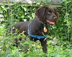 Boykin Spaniel South Carolina State Dog Boykin Spaniel Dog Hotel Spaniel