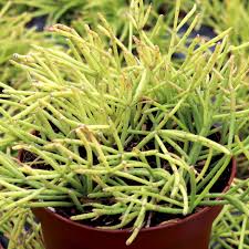 Image result for Rhipsalis