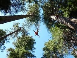 Maybe you would like to learn more about one of these? Tree Pics Bungee Adventures