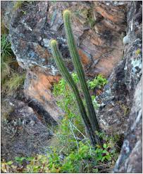 You should only purchase a saguaro cactus from someone that has a permit and will provide proper documentation upon payment—the process is much like transferring a once you've purchased your saguaro cactus from a reputable source, they will provide a moving crew and deliver it to your house. Additions And Corrections To Cacti Of Eastern Brazil