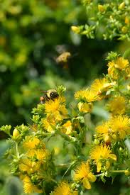 Image result for Hypericum