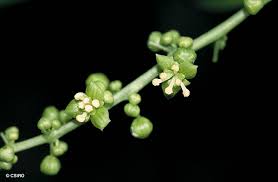 Image result for Tinospora orophila