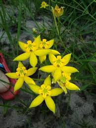 Image result for Stathmostelma fornicatum