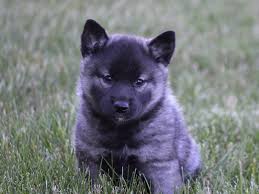 • please tell the nowegian elkhound breeders with puppies for sale that you found them on breedersclub.net. Female Silver Gray Black Norwegian Elkhound Gallery Petland Lewis Center