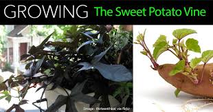 Ornamental Sweet Potato Vine Care How To Grow Potato Vine Plant Potato Vines Sweet Potato Vine Potato Vine Plant