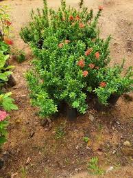 Image result for Ixora nana