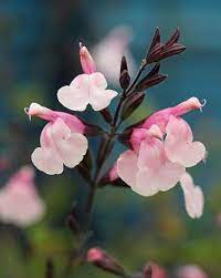 Salvia Greggii Stormy Pink Salvia Greggii Salvia Flowers Perennials