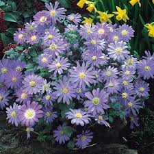 Discover savings on blue anemone bulbs & more. Anemone Blanda Blue J Parker Dutch Bulbs