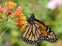 The monarch butterfly is one of the most recognizable and well studied butterflies on the planet. Monarch Butterflies To Migrate Through Sc And Nc This Year The State